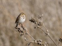 Imports - 7 of 8 : Central Valley, Birds, Birding, Winter